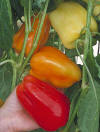 Romanian Rainbow Pepper 20 seeds